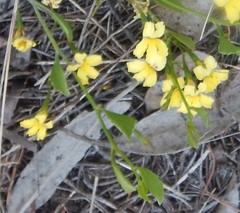 Goodenia varia