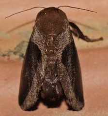 Prolimacodes
