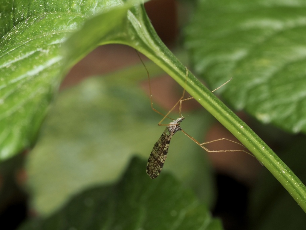 Dicranophragma