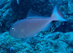 Xanthichthys ringens