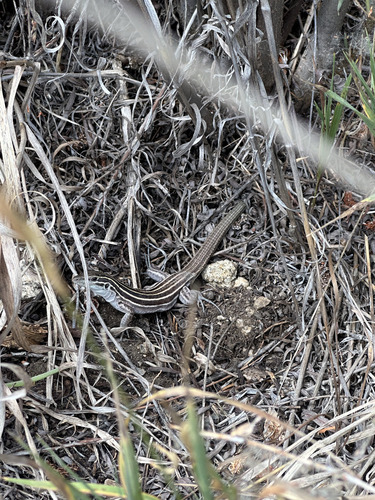 Plateau Striped Whiptail, Chaffee, Colorado, United States, photo 10 of 10