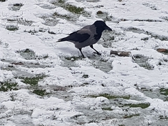 Corvus cornix