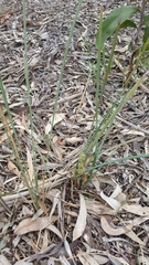Lomandra multiflora dura