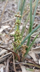 Lomandra multiflora dura