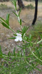 Prostanthera behriana