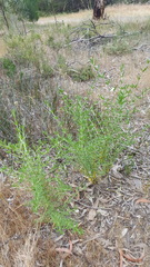 Prostanthera behriana