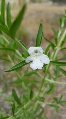 Prostanthera behriana