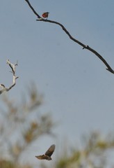 Epthianura tricolor