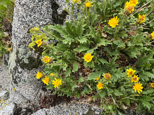 peirson's tonestus (Tonestus peirsonii)