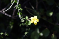 Haplophyton cimicidum