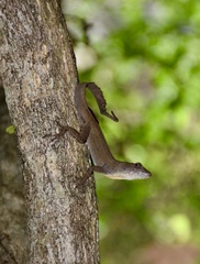 Anolis jubar oriens