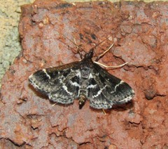 Diasemiodes janassialis