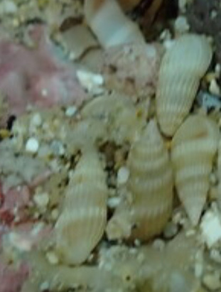 Rissoina ambigua observed 2025-08-17