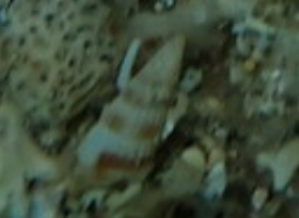 Apataxia cerithiiformis observed 2025-08-17