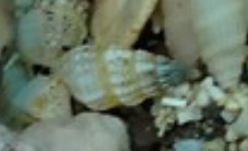 Ittibittium parcum observed 2025-08-17