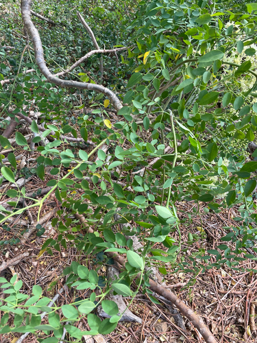 Moringa stenopetala observed 2025-08-17
