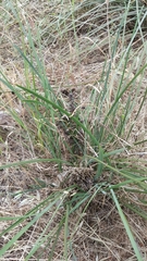 Lomandra multiflora dura