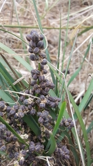 Lomandra multiflora dura