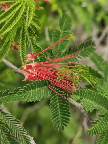 Calliandra peninsularis, photograph 4