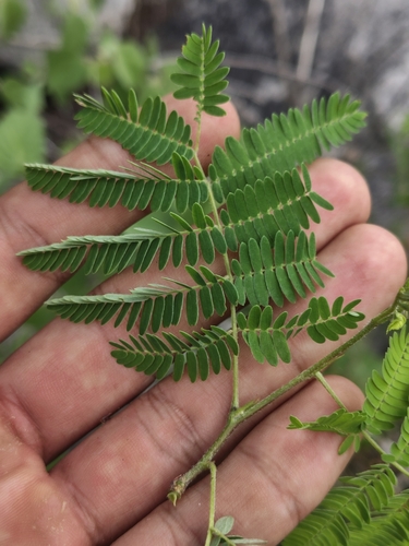 Calliandra peninsularis, photograph 5