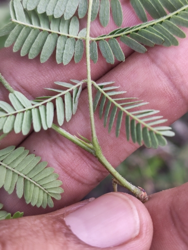 Calliandra peninsularis, photograph 6