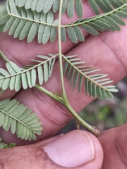 Calliandra peninsularis, photograph (c) Abraham Sánchez Romero, some rights reserved (CC BY)