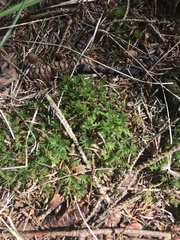 Atrichum altecristatum