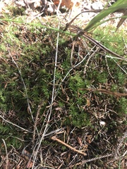 Atrichum altecristatum