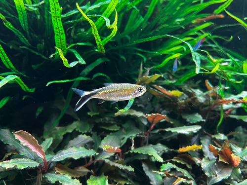 Penguin tetra (Thayeria obliqua) — Characidae — 3