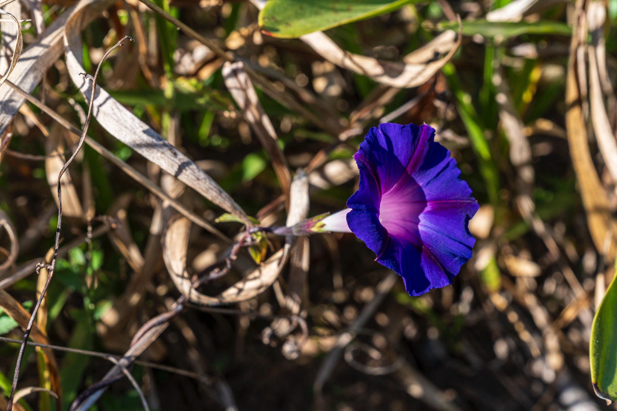 Ipomoea indica