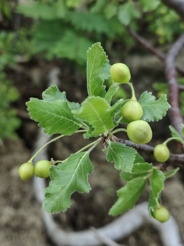 Bursera epinnata (Bursera epinnata)