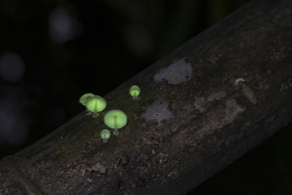 Mycena chlorophos · August 2025 · photo: © papilioshih (iNaturalist, cc-by)