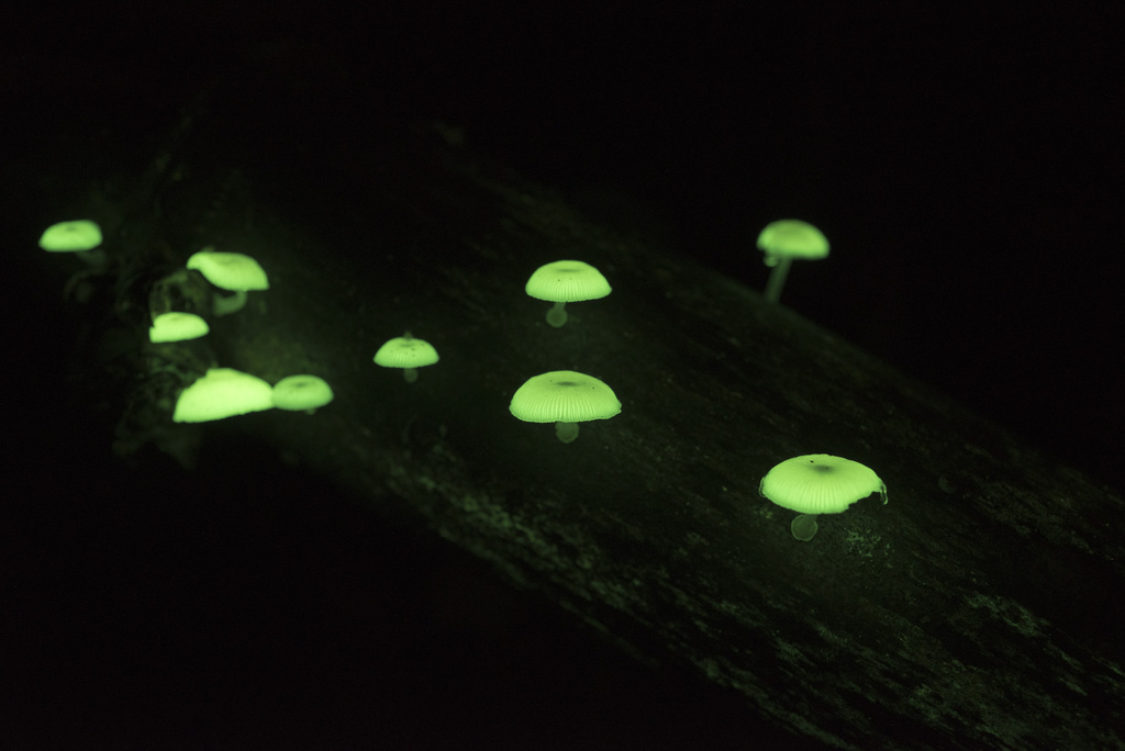 Mycena chlorophos · August 2025 · photo: © papilioshih (iNaturalist, cc-by)