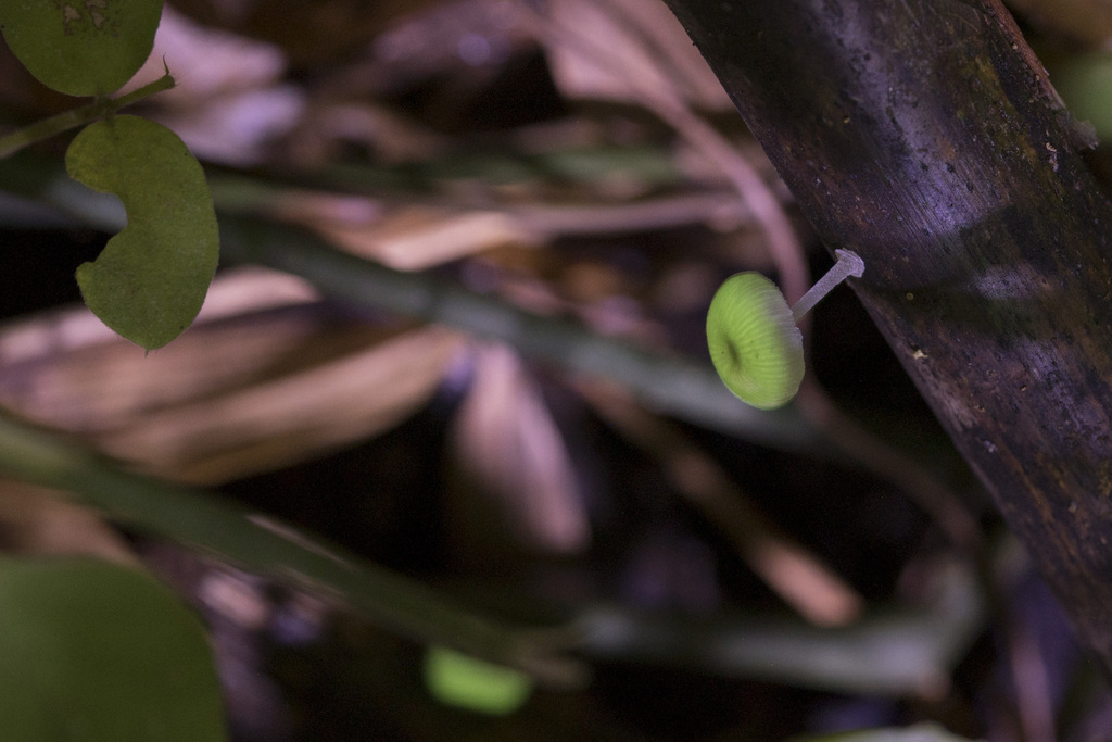 Mycena chlorophos