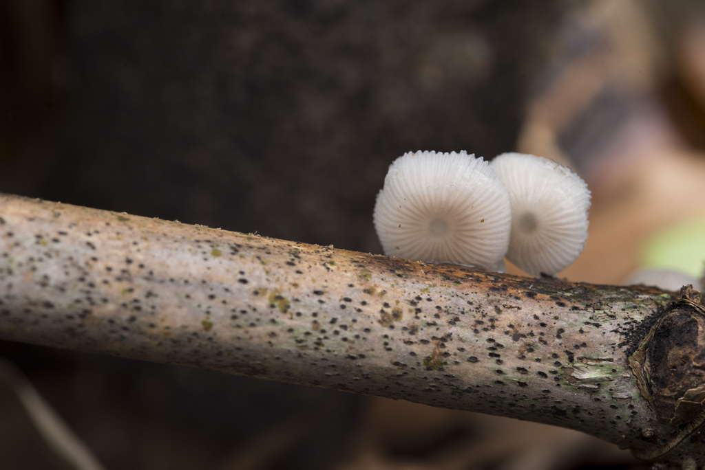 Mycena chlorophos · August 2025 · photo: © papilioshih (iNaturalist, cc-by)
