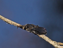 Euryglossa ephippiata