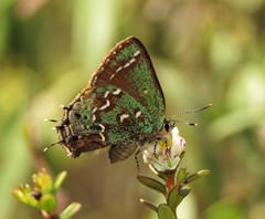 Callophrys hesseli