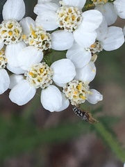 Pelegrina flavipes