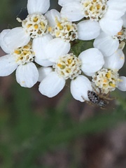 Pelegrina flavipes