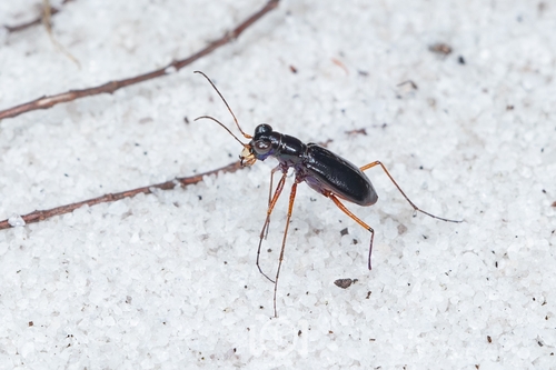 Highlands Tiger Beetle photo 3