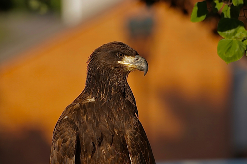Bald Eagle photographed in Kentucky