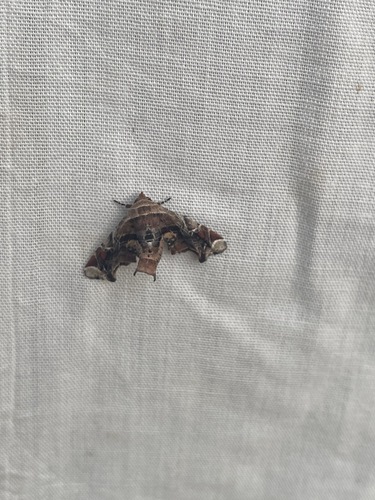 Eutelia furcata Walker, 1865