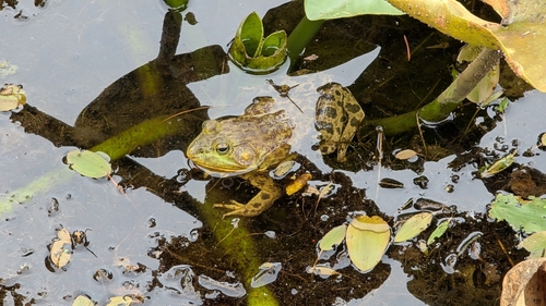 American Bullfrog
