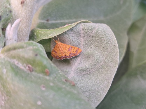 Isocentris filalis