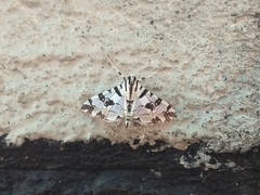 Conchylodes salamisalis