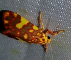Cyme xantherythra