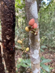 Gnetum macrostachyum