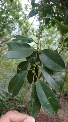 Ilex ficoidea
