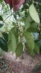 Ilex ficoidea