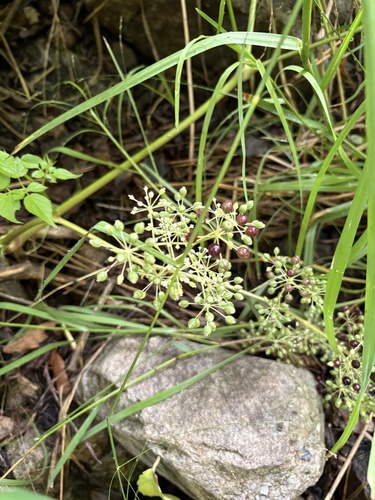 Aralia bicrenata (Aralia bicrenata)